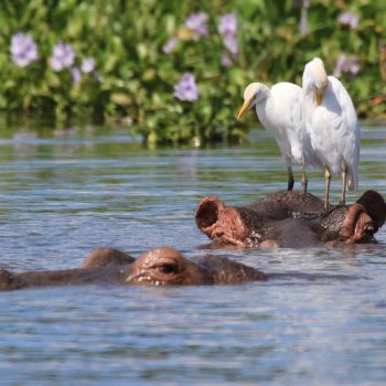 Hippopotamus,With,Cattle,Egrets